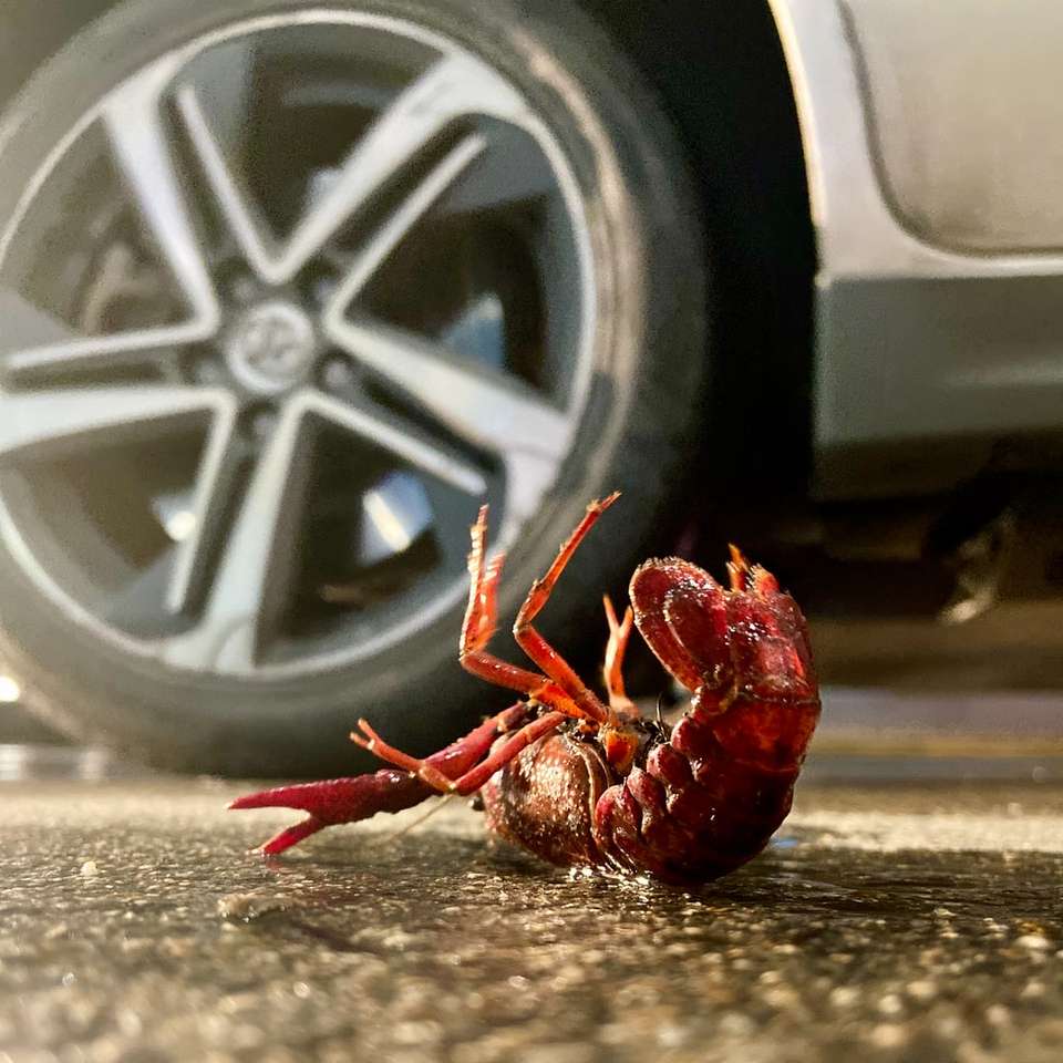 caranguejo vermelho em carro cinza quebra-cabeças online