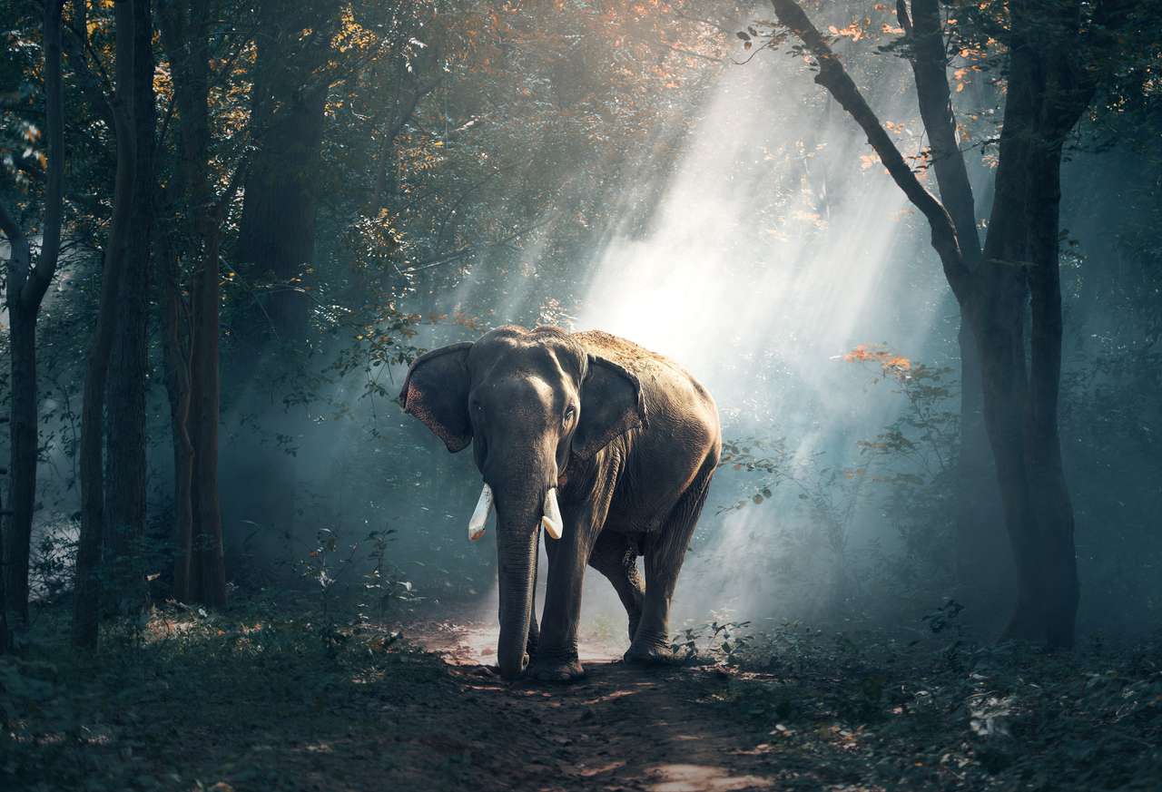 Ελέφαντας στο δάσος παζλ online