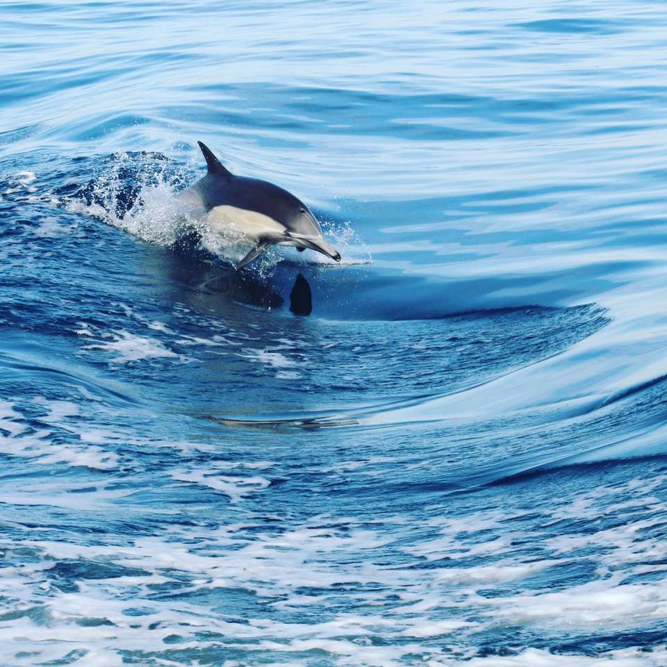 zwart-wit dolfijn in water legpuzzel online