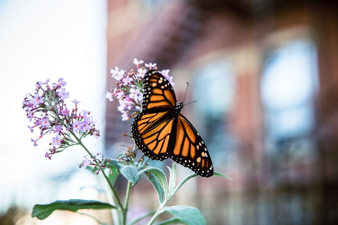 πεταλούδα μονάρχης σκαρφαλωμένο σε μωβ λουλούδι παζλ online
