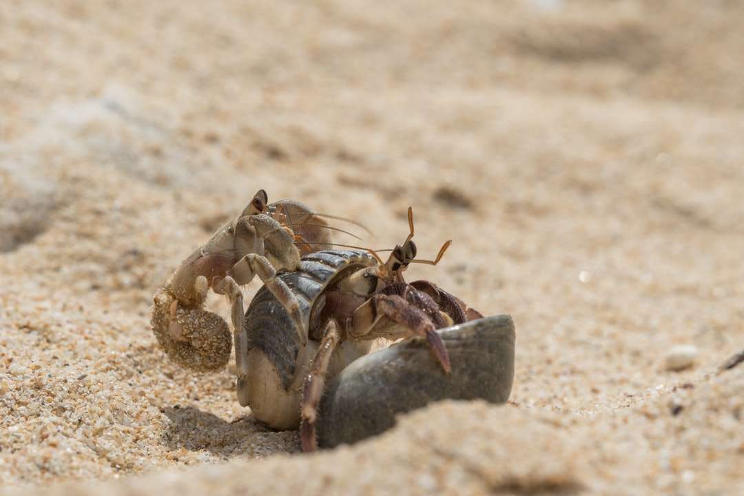 braunes und schwarzes Insekt auf braunem Sand während des Tages Puzzlespiel online