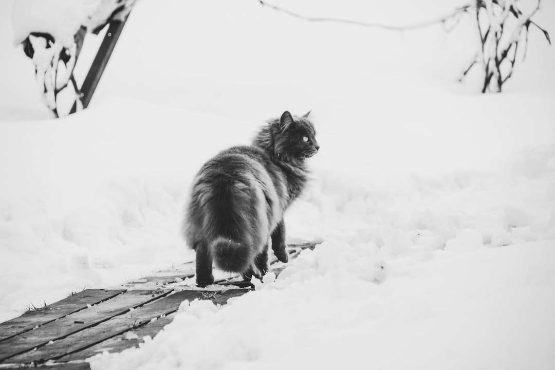 Gato de pelo largo en blanco y negro sobre suelo cubierto de nieve rompecabezas en línea