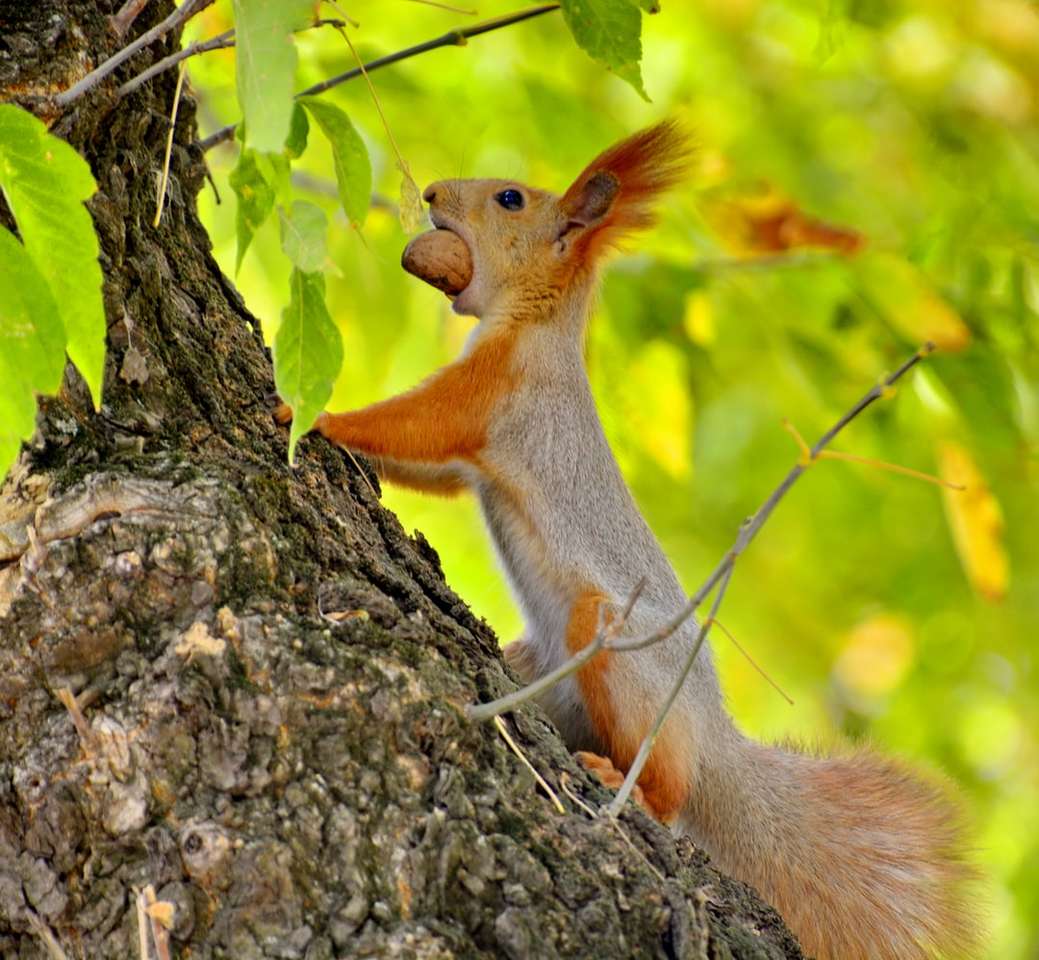 коричнева білка на гілці коричневого дерева в денний час пазл онлайн