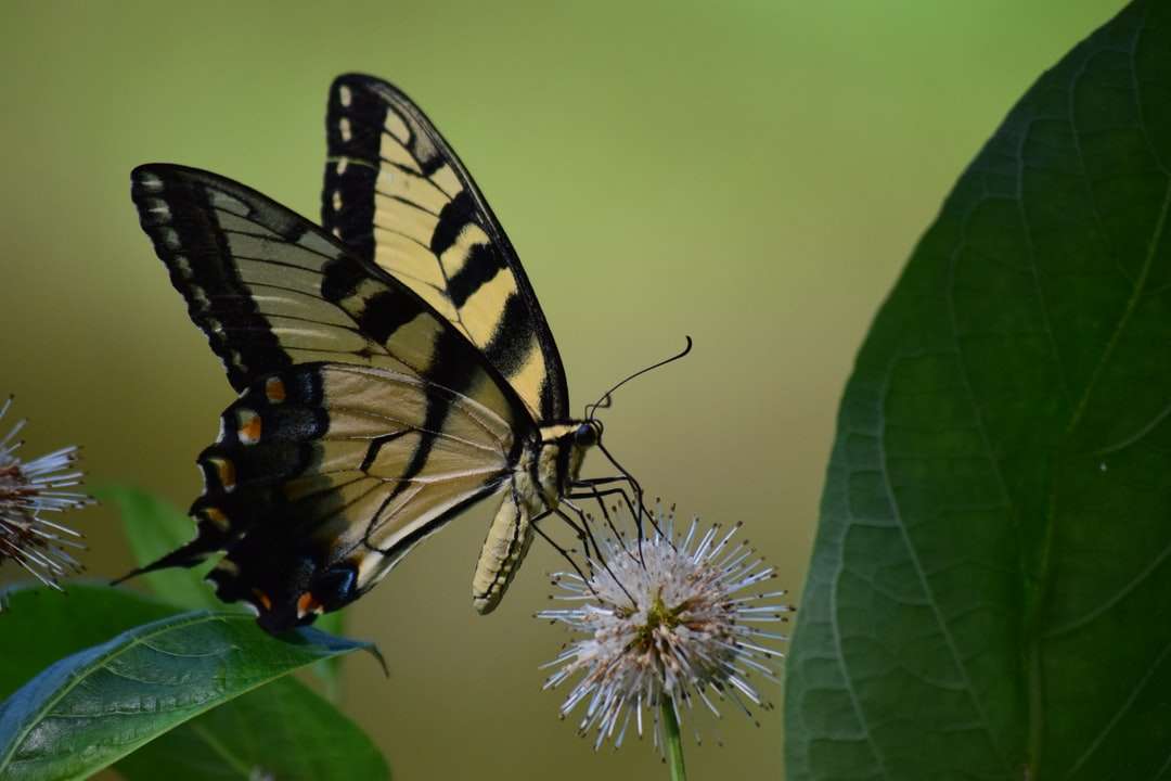 μαύρο και κίτρινο πεταλούδα σε λευκό λουλούδι online παζλ