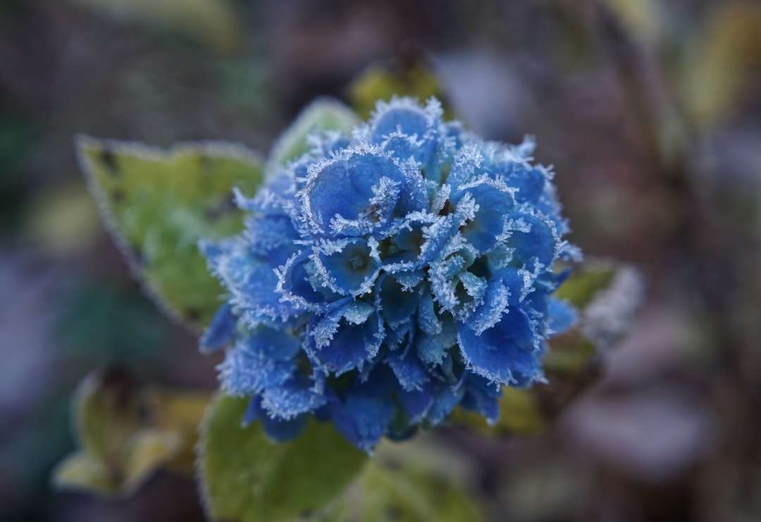 blå blomma i makroskott pussel på nätet