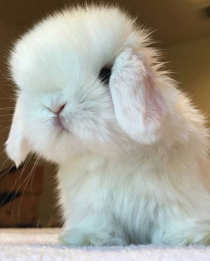 Aboutorabi učitel učí hospodářská zvířata králík skládačky online