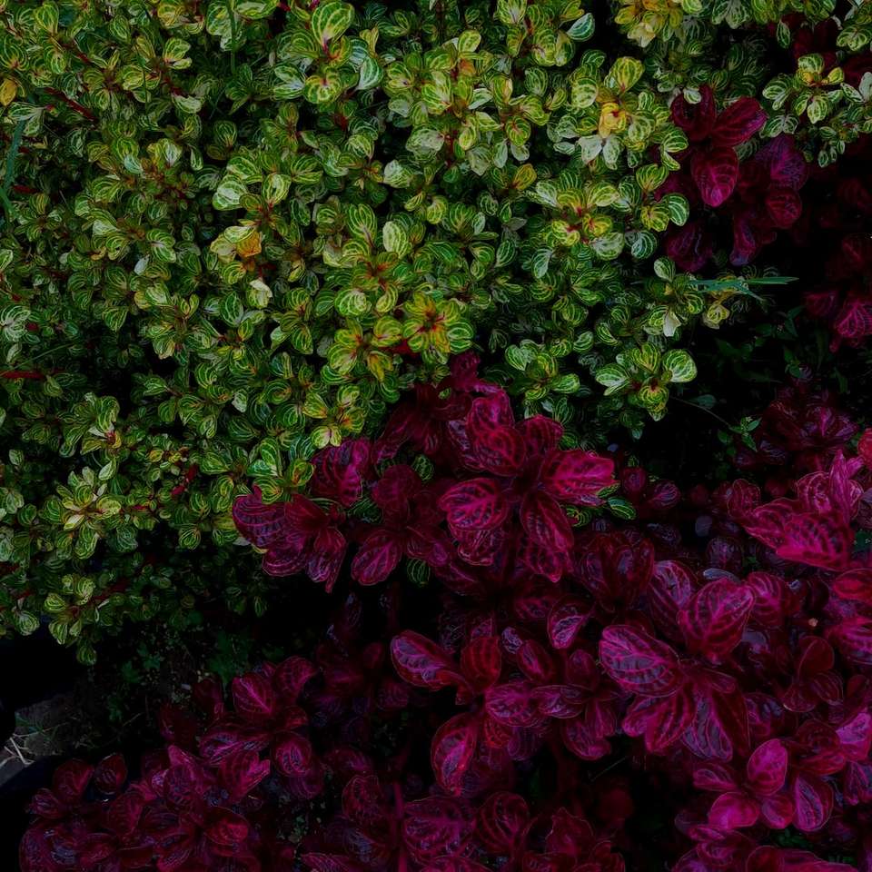 κόκκινα και κίτρινα λουλούδια με πράσινα φύλλα online παζλ