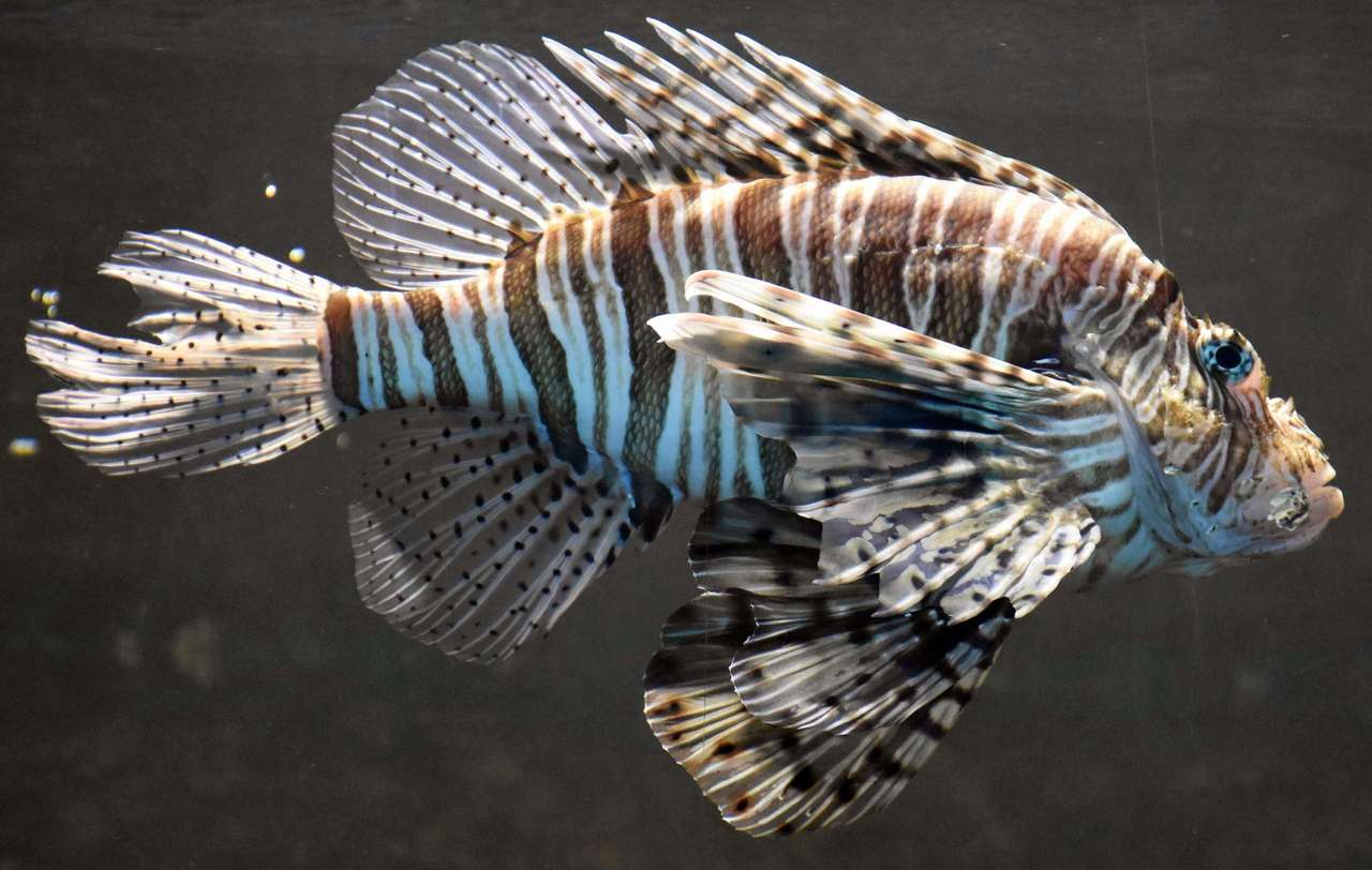 Lionfish Pussel online