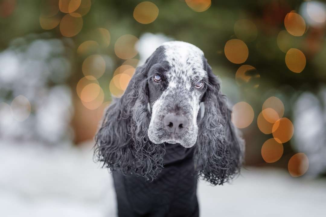 cachorro com pêlo curto preto e branco puzzle online
