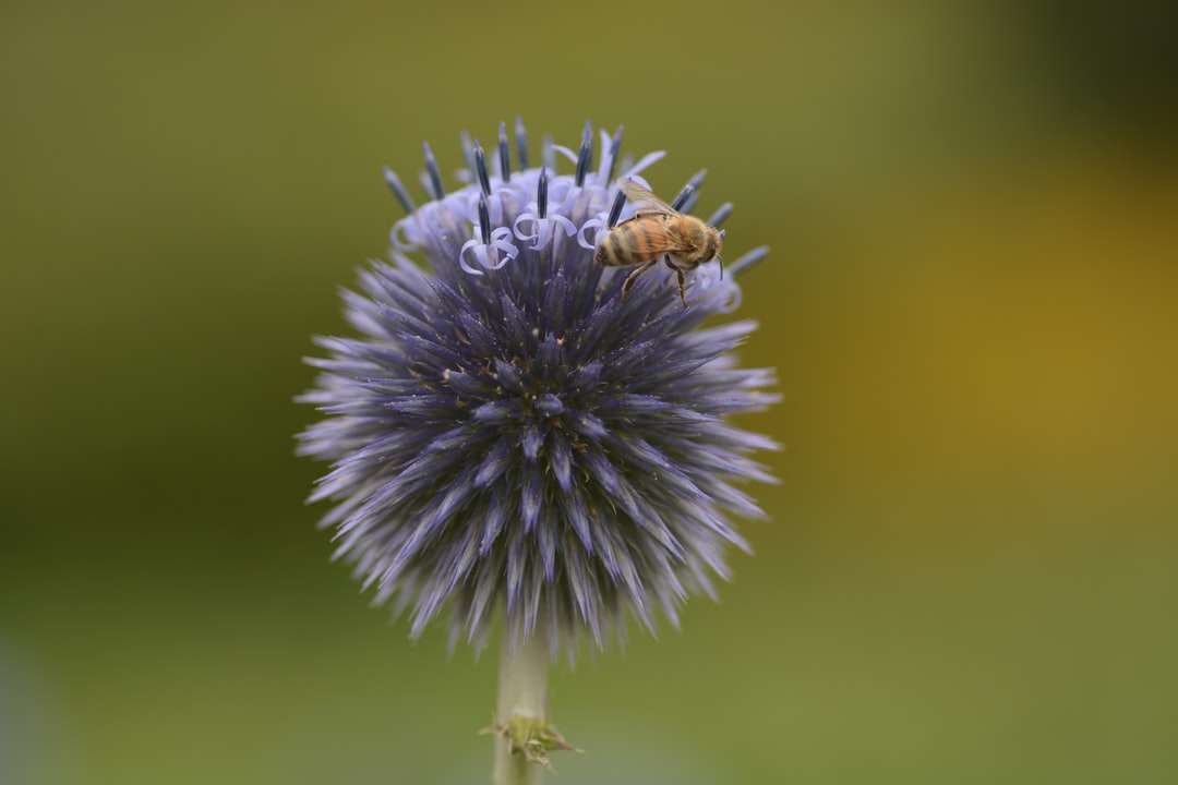 кафява и черна пчела върху синьо и бяло цвете онлайн пъзел
