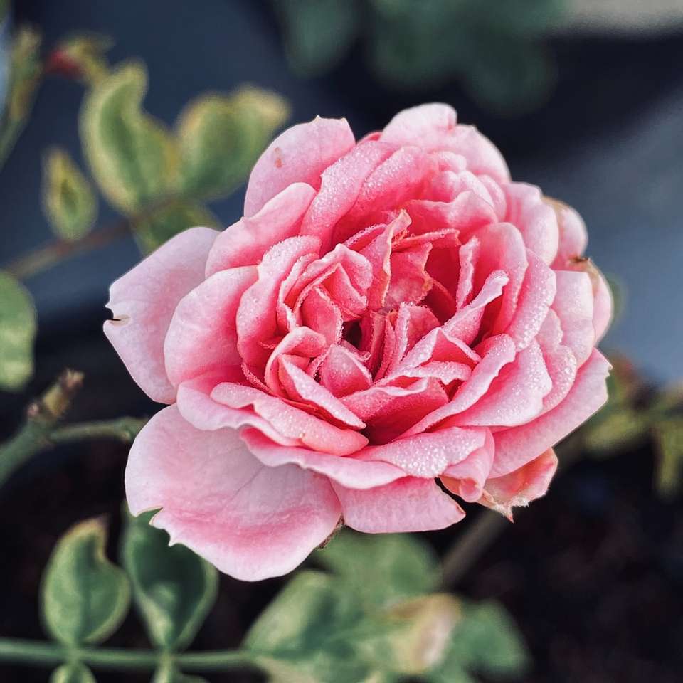 розовая роза цветет в дневное время пазл онлайн