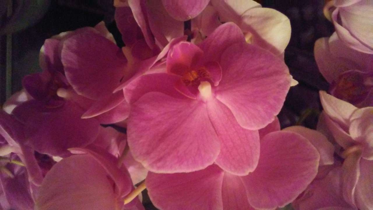 Orquídea rosa rompecabezas en línea