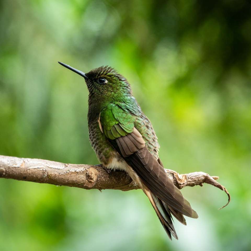 groene en bruine zoemende vogel op bruine boomtak legpuzzel online