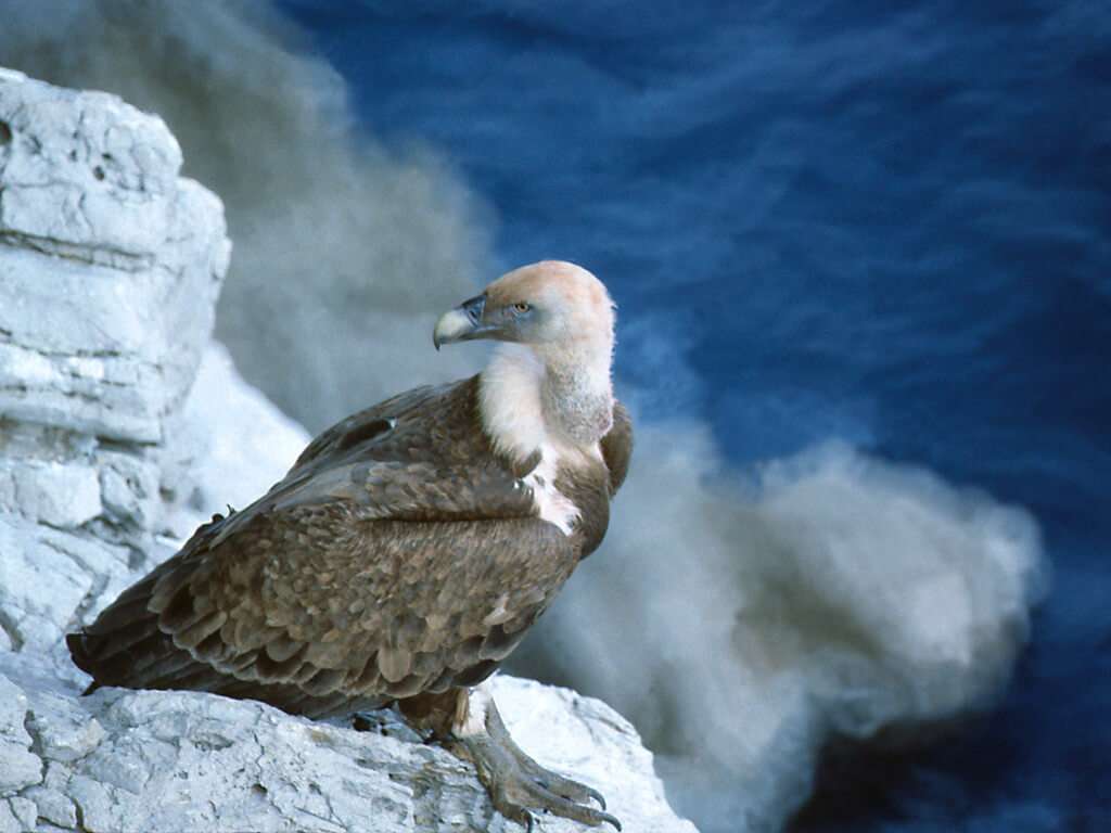 Isla de la costa de aves Cres Croacia rompecabezas en línea
