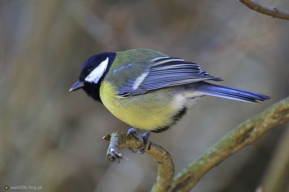 great tit jigsaw puzzle online