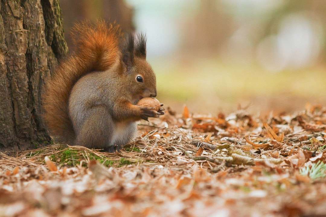 barna mókus a barna szárított leveleken nappal online puzzle
