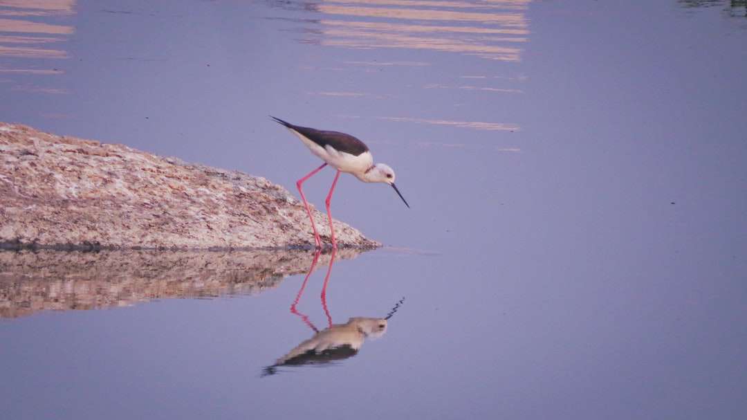 pájaro blanco y negro sobre roca marrón cerca del cuerpo de agua rompecabezas en línea