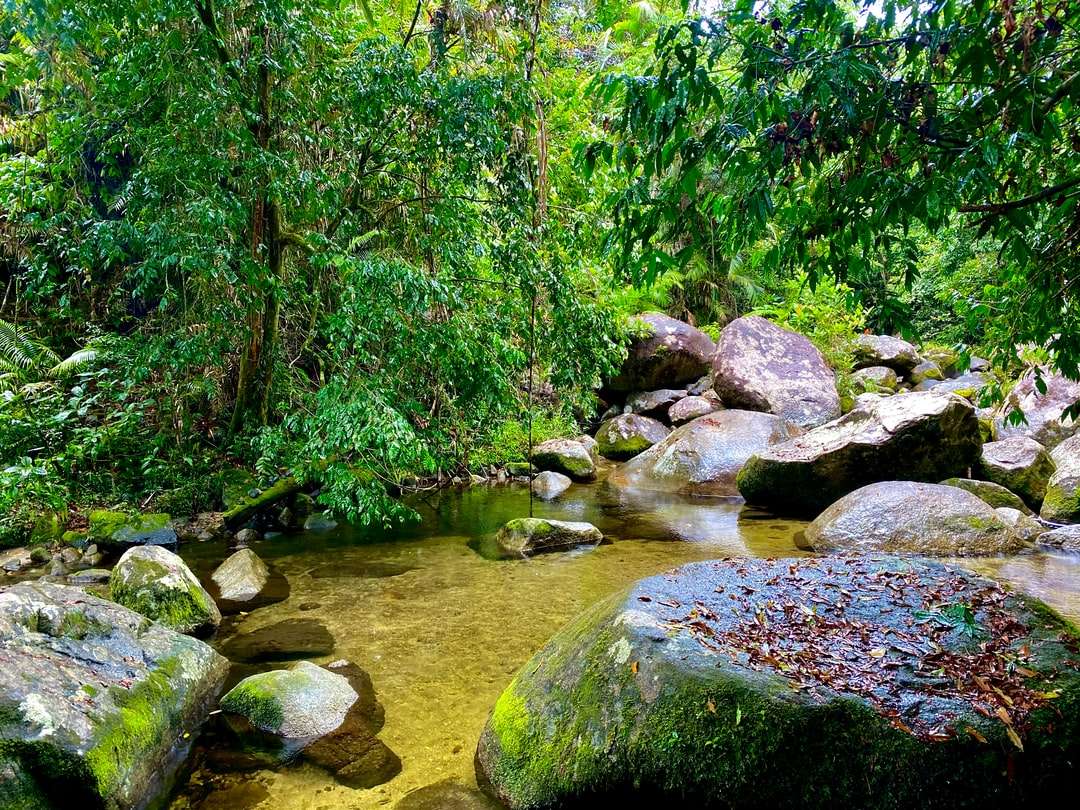 muschio verde sulle rocce vicino al fiume puzzle online