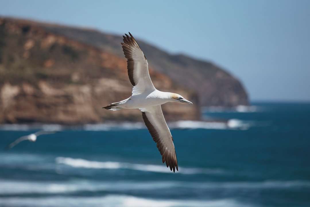 бяла и черна птица, летяща над морето през деня онлайн пъзел