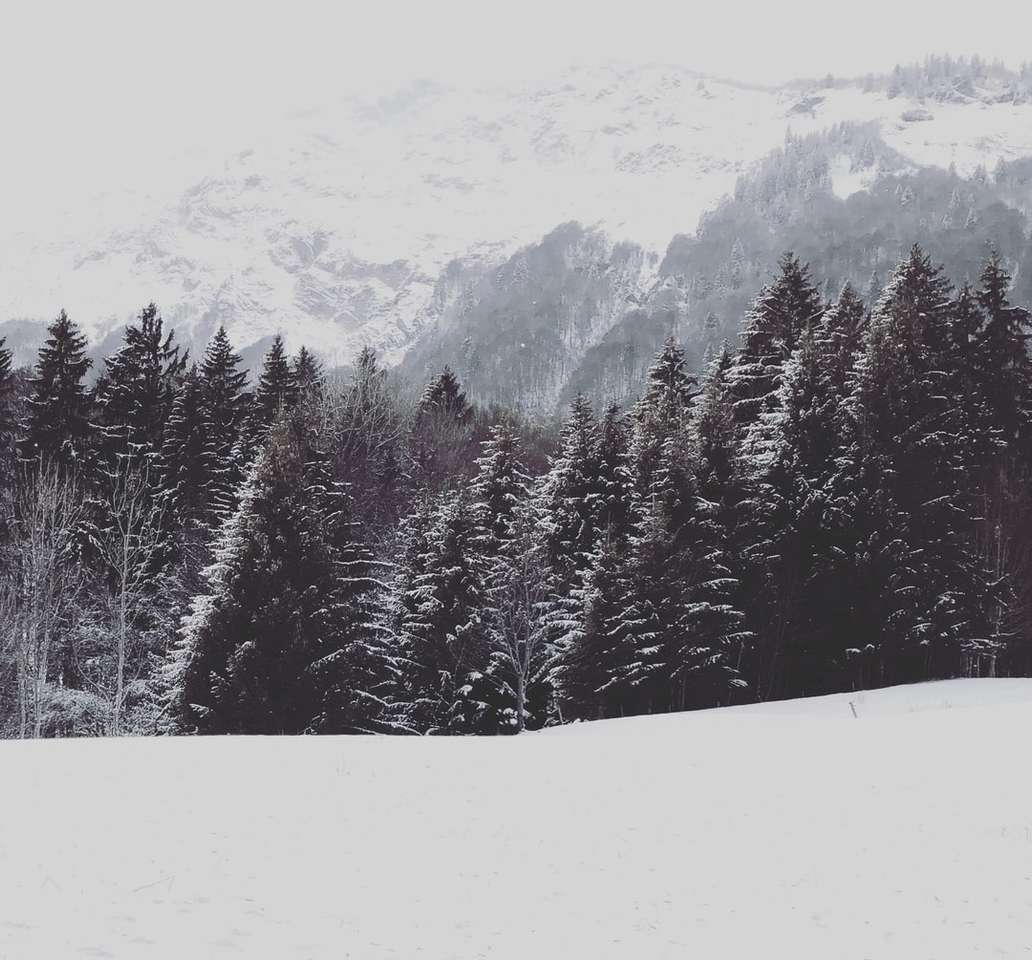 πράσινα πεύκα σε χιονισμένο έδαφος κατά τη διάρκεια της ημέρας παζλ online