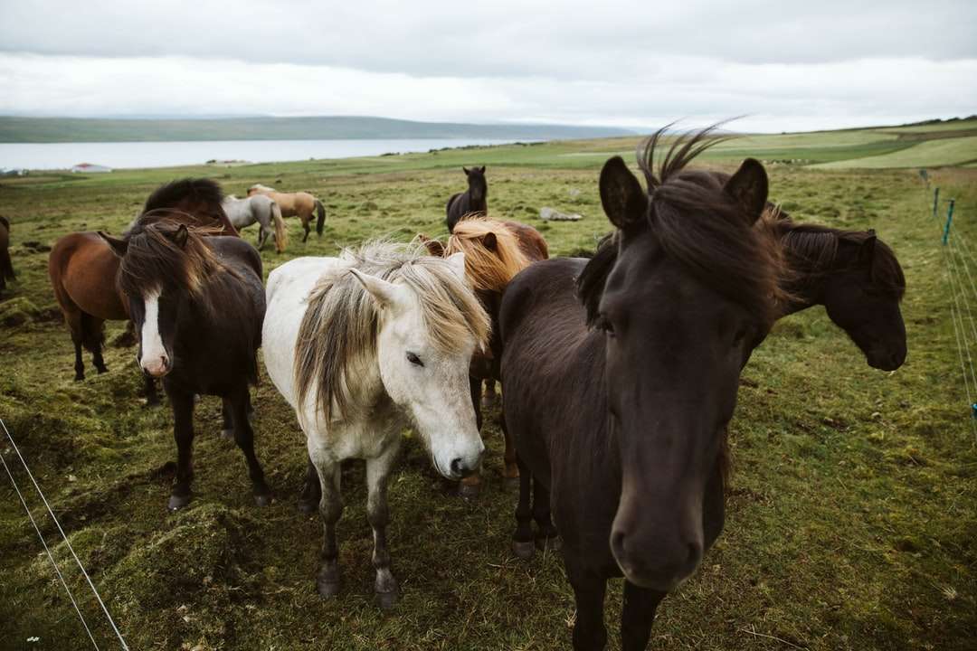 άλογα στο πεδίο πράσινο γρασίδι κατά τη διάρκεια της ημέρας παζλ online