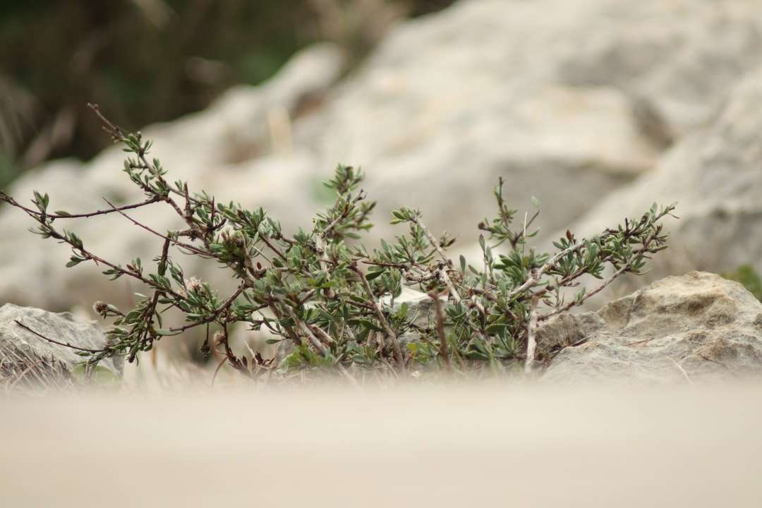 зеленое растение на коричневой скале пазл онлайн