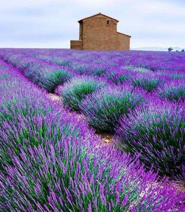 Lavendelfält Kroatien för Hvar ö pussel på nätet