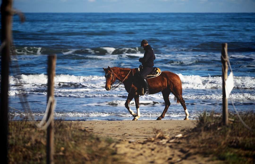 Hombre de chaqueta marrón montando caballo marrón en la playa rompecabezas en línea