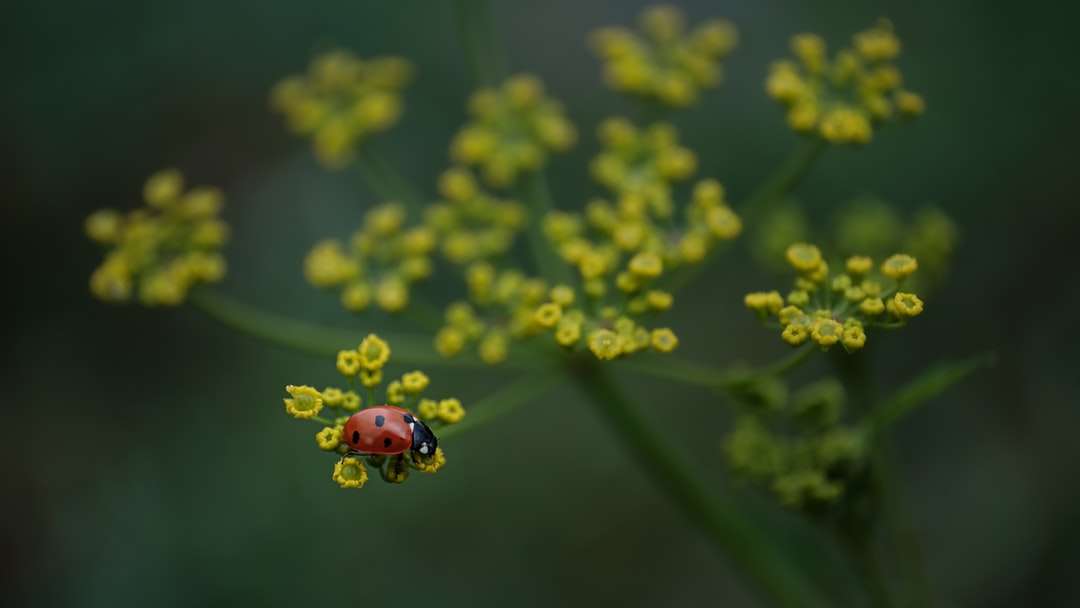 rood lieveheersbeestje zat op gele bloem online puzzel