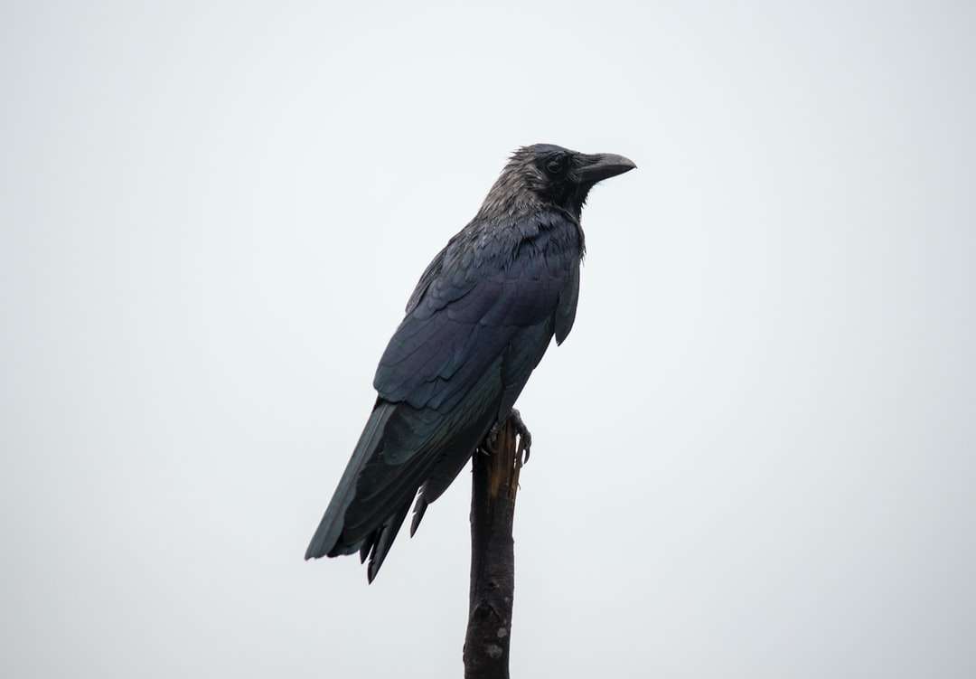 modrý a černý pták na hnědé větvi stromu online puzzle