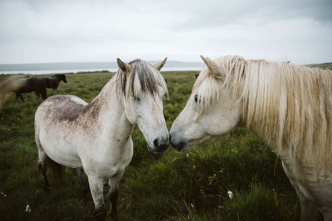 бял кон на поле със зелена трева през деня онлайн пъзел