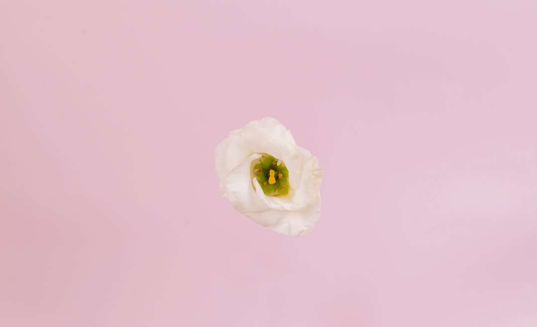 біла троянда на фото крупним планом пазл онлайн