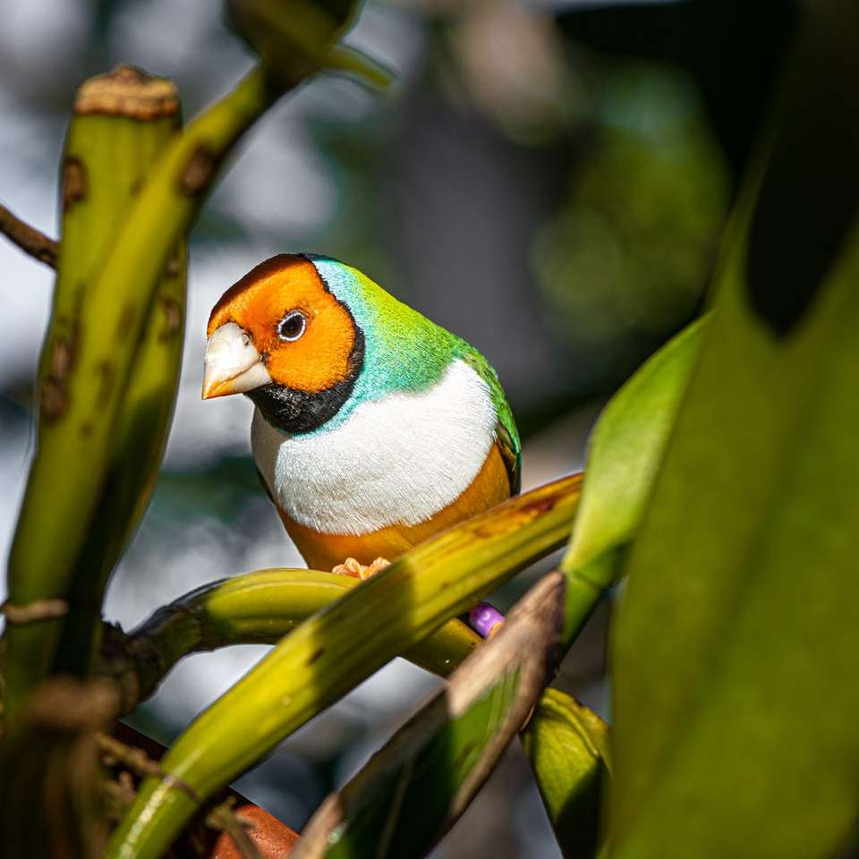 зелена жълта и бяла птица на клона на дървото онлайн пъзел
