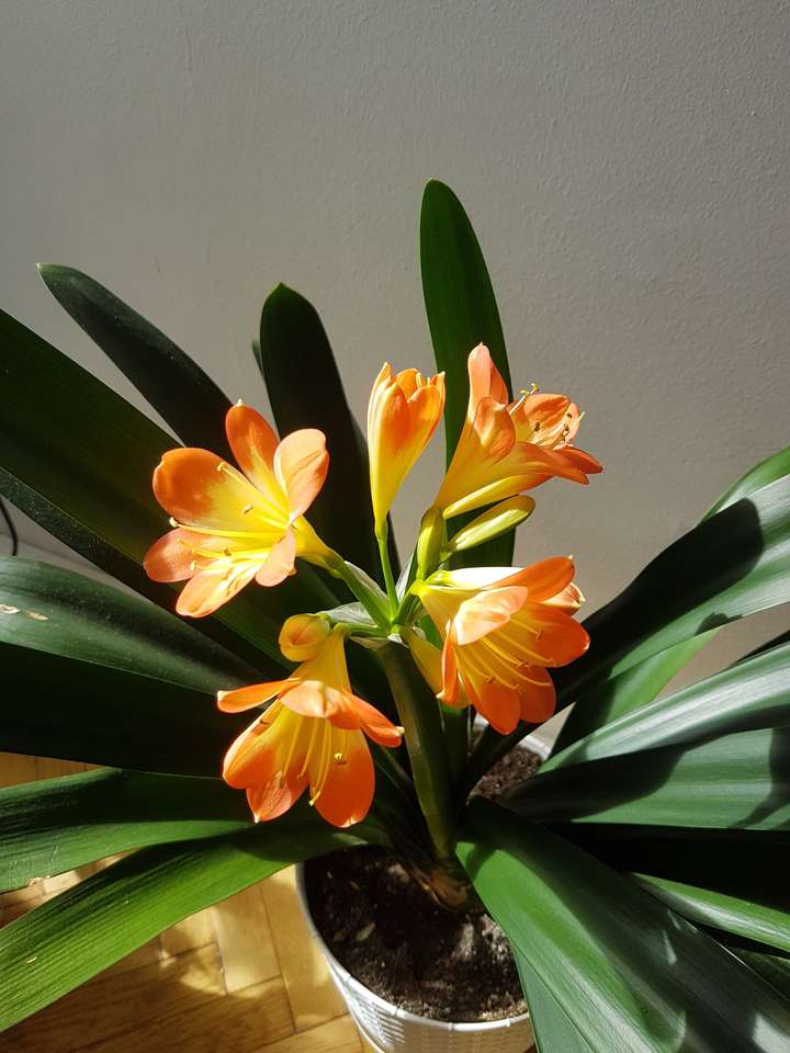 clivia mea jigsaw puzzle online
