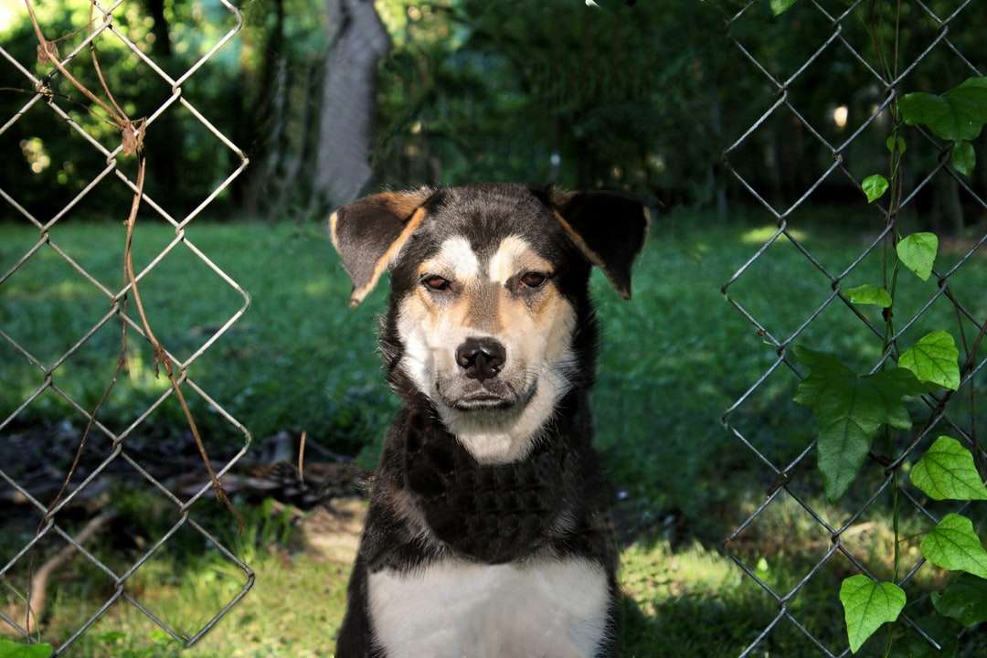 fekete-fehér rövid bevont kutya zöld füves területen kirakós online