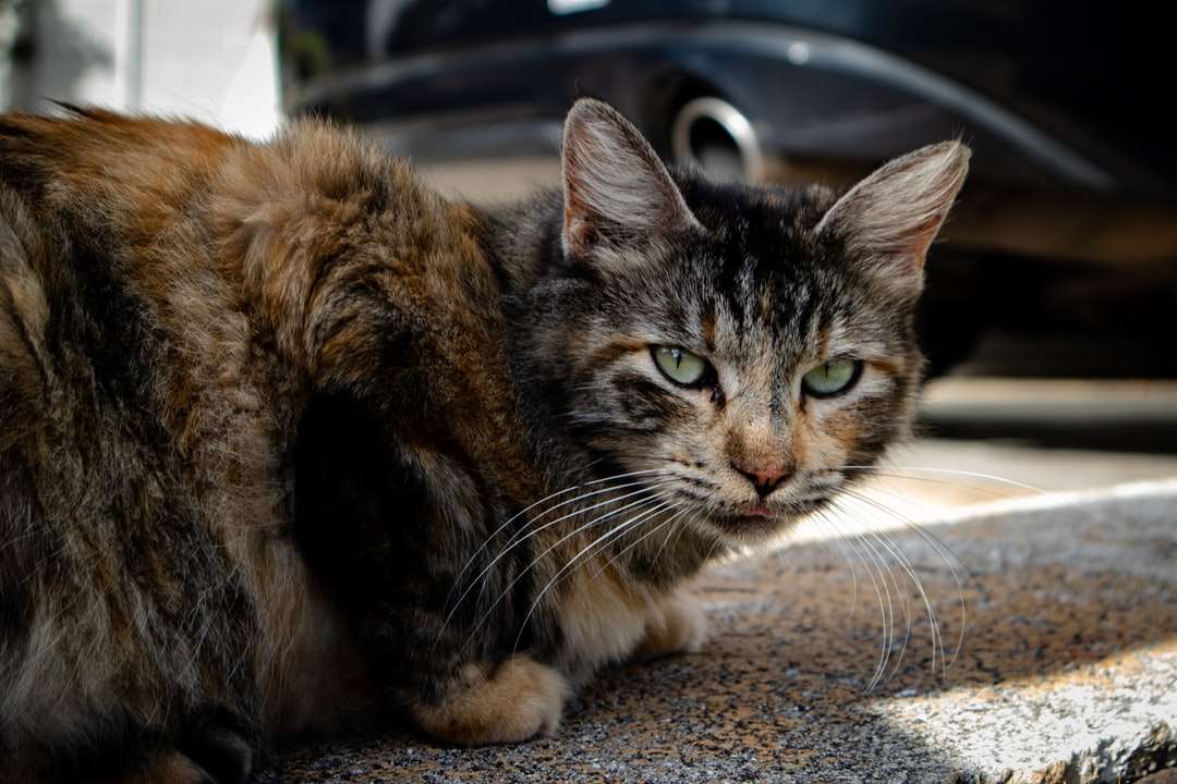 коричневий таббі кіт лежить на підлозі онлайн пазл