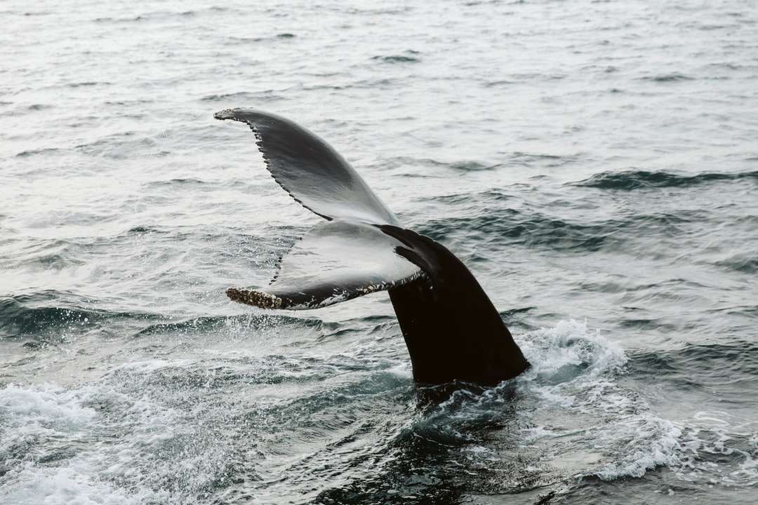 μαύρη φάλαινα στο σώμα του νερού κατά τη διάρκεια της ημέρας παζλ online