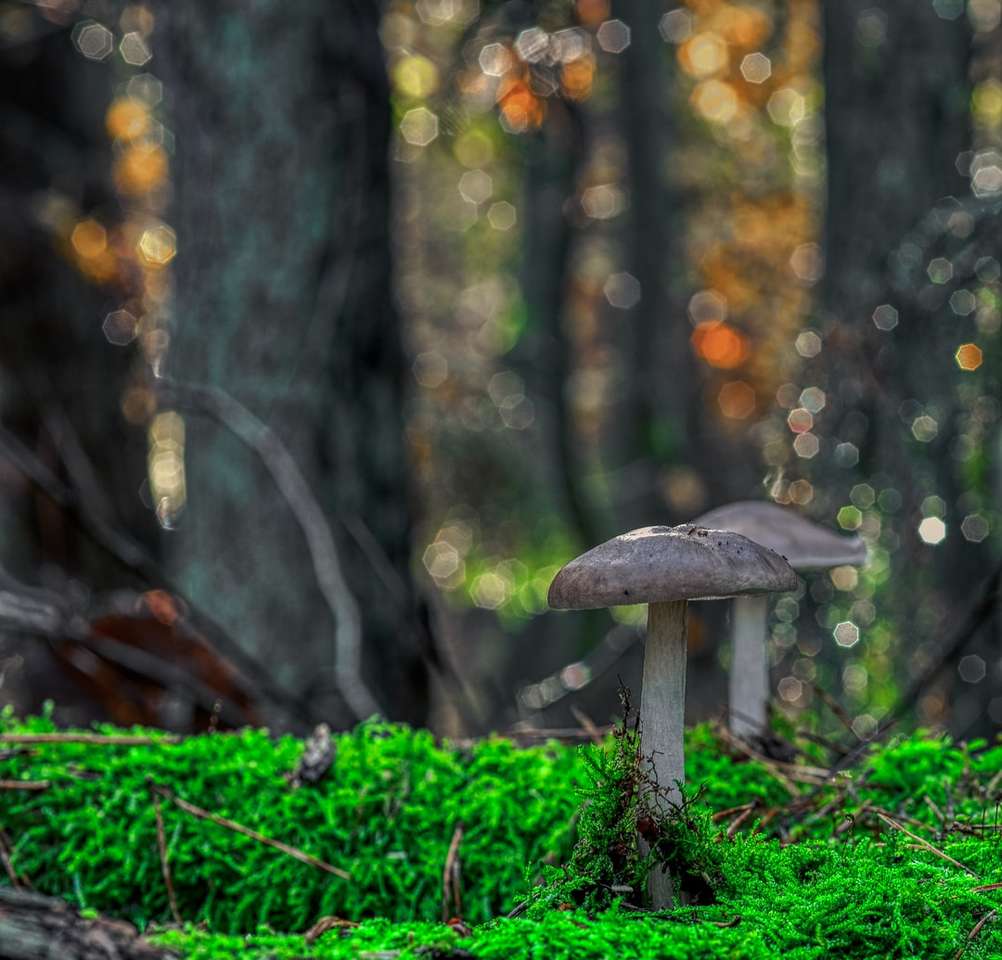 cogumelo marrom na grama verde durante o dia quebra-cabeças online