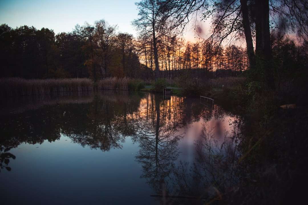 watermassa in de buurt van bomen tijdens zonsondergang online puzzel