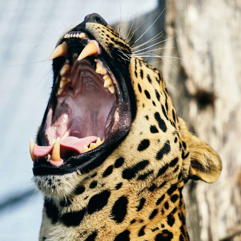 leopardo marrom e preto em fotografia de perto puzzle online