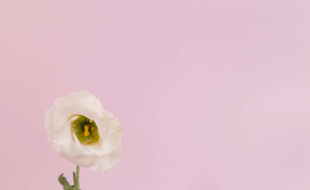 witte roos in close-up fotografie legpuzzel online