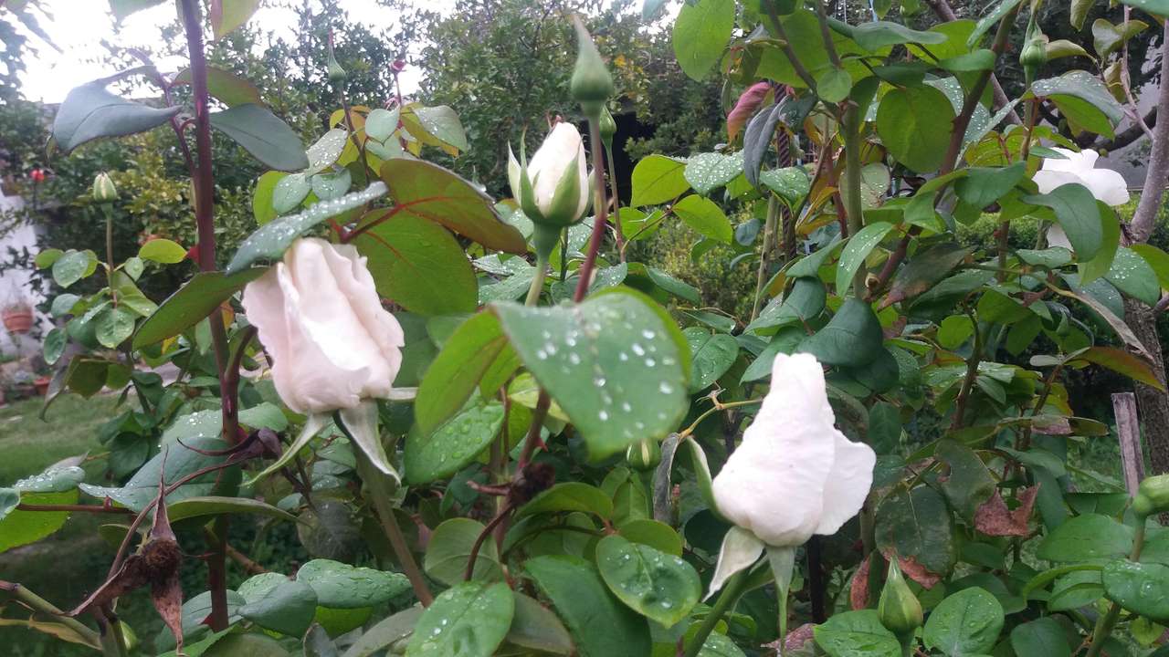 Rose of Mogoro Pussel online