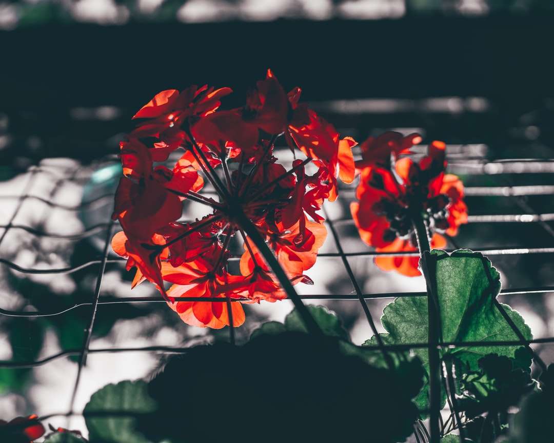 floare roșie în lentilă de înclinare puzzle online