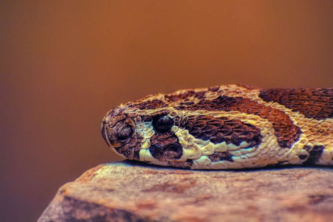 serpiente marrón y negra sobre roca marrón rompecabezas en línea