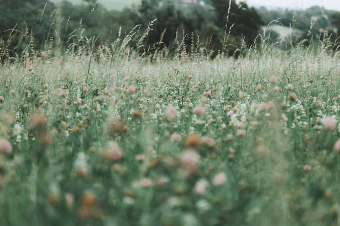 röda blommor på fältet för grönt gräs under dagtid pussel på nätet