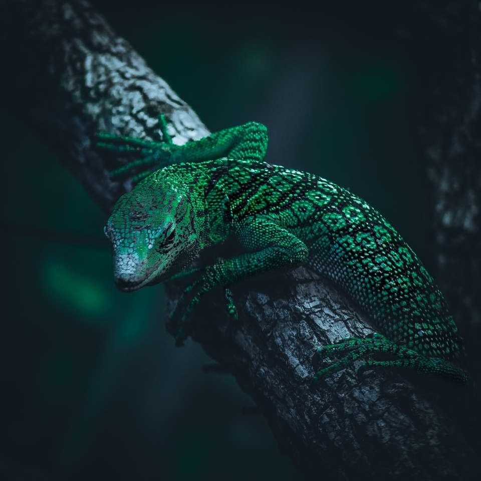 zelená ještěrka na hnědé větvi stromu online puzzle