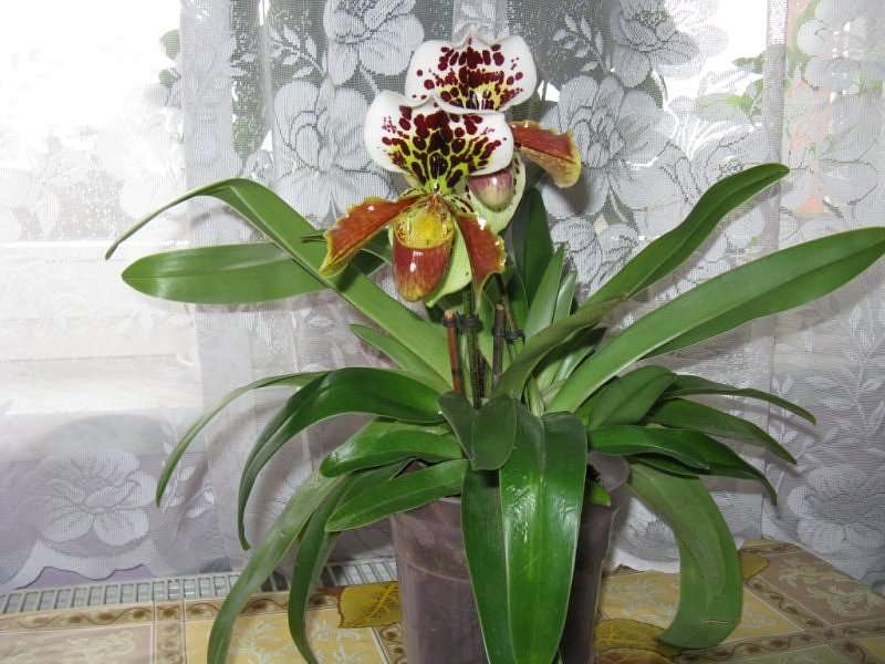 orquídea sobotek puzzle online