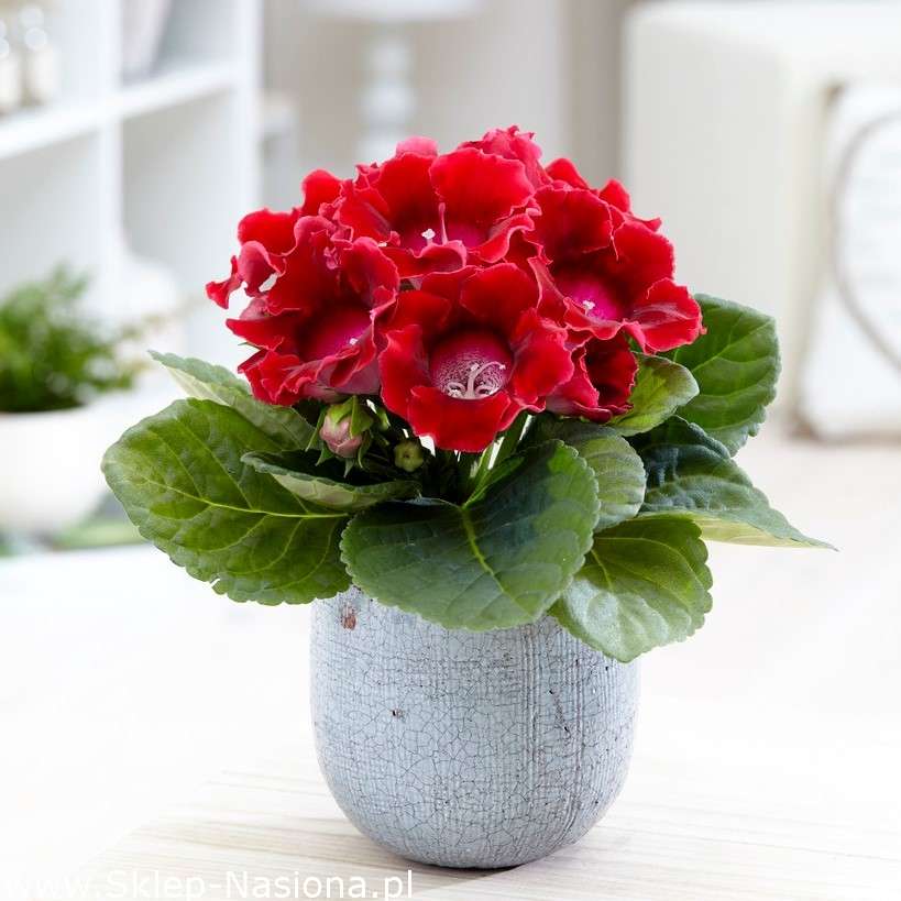 potted gloxinia jigsaw puzzle online