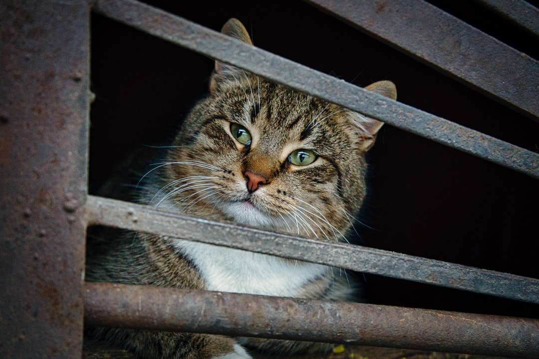 gatto soriano marrone sulla recinzione metallica bianca puzzle online