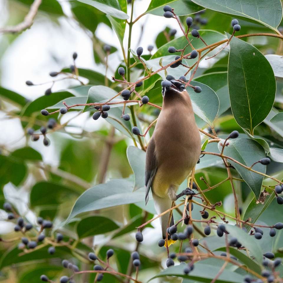 pássaro marrom em galho de árvore durante o dia puzzle online